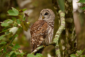 Barred owl sitting on a perch 