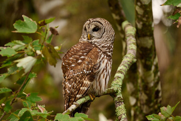 Barred owl sitting on a perch 