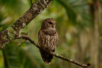 Barred owl sitting on a perch 