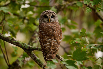 Barred owl sitting on a perch 
