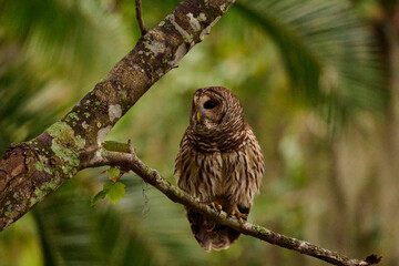 Barred owl sitting on a perch 