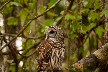 Barred owl sitting on a perch 