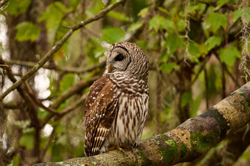 Barred owl sitting on a perch 
