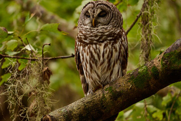 A barred owl sitting on a branch 