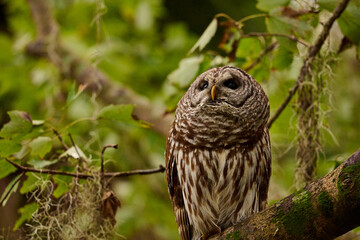 Fototapeta premium A barred owl sitting on a branch 