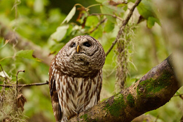 A barred owl sitting on a branch 