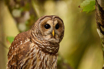 a barred owl sitting on a branch 