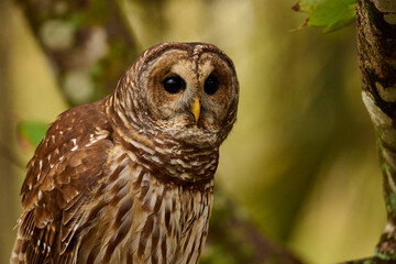 a barred owl sitting on a branch 