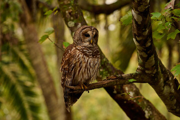 Obraz premium a barred owl sitting on a branch 
