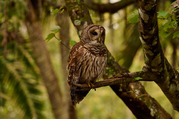 Obraz premium a barred owl sitting on a branch 