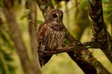 a barred owl sitting on a branch 