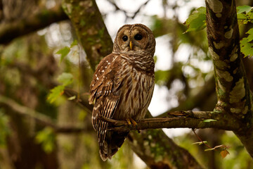 a barred owl sitting on a branch 