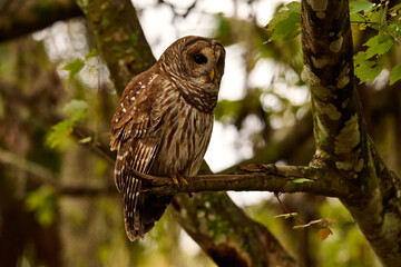 a barred owl sitting on a branch 