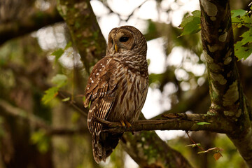 Obraz premium a barred owl sitting on a branch 