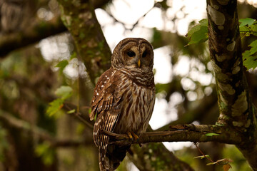 Obraz premium a barred owl sitting on a branch 