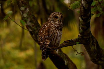 a barred owl sitting on a branch 