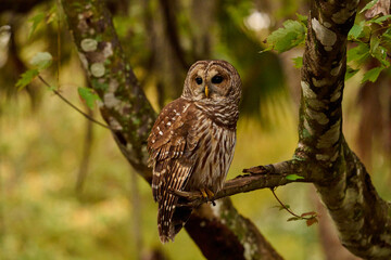 a barred owl sitting on a branch 