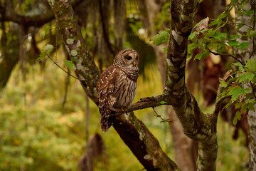 Obraz premium a barred owl sitting on a branch 