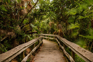 Mahogany Hammock Trail, Everglades National Park, Florida