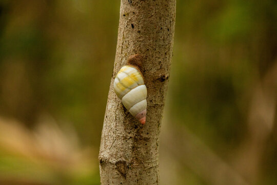 Florida treesnail - Liguus fasciatus, Tree Snail Hammock Loop, Florida