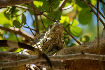 Iguana chilling on a tree, Florida Keys