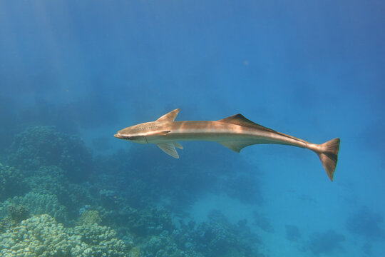 Remora fish swimming alone in the blue sea