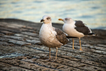 Obraz premium Seagulls waiting for some food