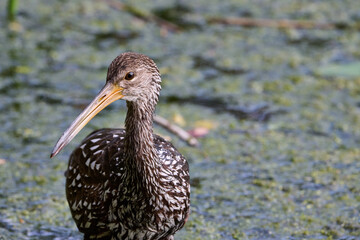 Juvenile limpkins with their parents 