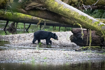 black bear fishing