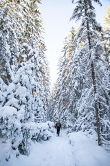 magical winter landscape with snowy fir trees