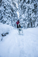 man trekking in magical winter landscape with snowy fir trees
