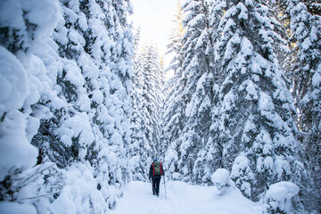 man trekking in magical winter landscape with snowy fir trees