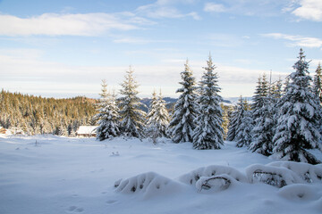 magical winter landscape with snowy fir trees