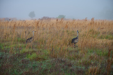 sandhill crane colts with their parents