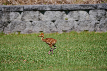 sandhill crane colts with their parents