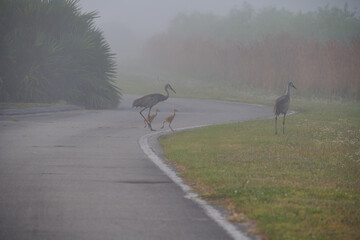 sandhill crane colts with their parents