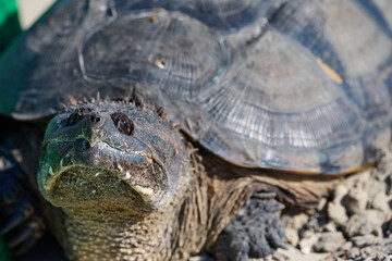 Obraz premium closeup of alligator snapping turtle 