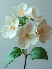 Fototapeta premium A delicate arrangement of white flowers with green leaves against a soft background.