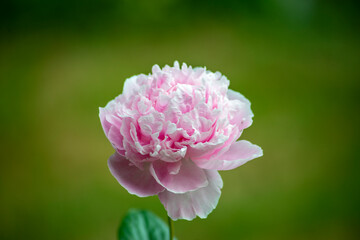 peony flower