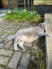 Obraz premium cat on the fence