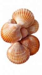 Fresh tartlet shells captured with bright white backdrop picture