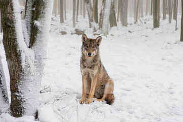 gray wolf sitting on the snow in the forest