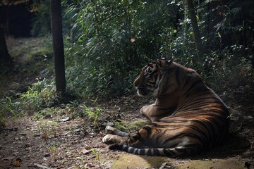 横になり休むスマトラトラ