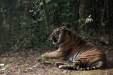 座って休むスマトラトラのポートレート