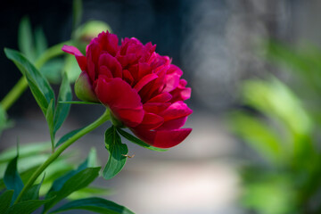 peony flower
