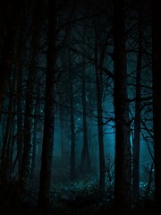 Obraz premium Predatory eyes peering through a dense, dark forest at night.