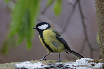 Obraz premium tit-war veteran