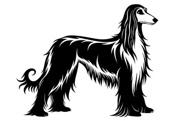 Afghan Hound line art silhouette vector illustration