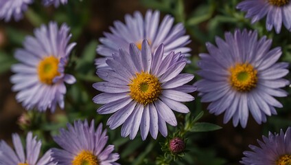 Fototapeta premium Purple aster flower in full bloom.