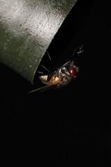 macro photo of housefly facing back	